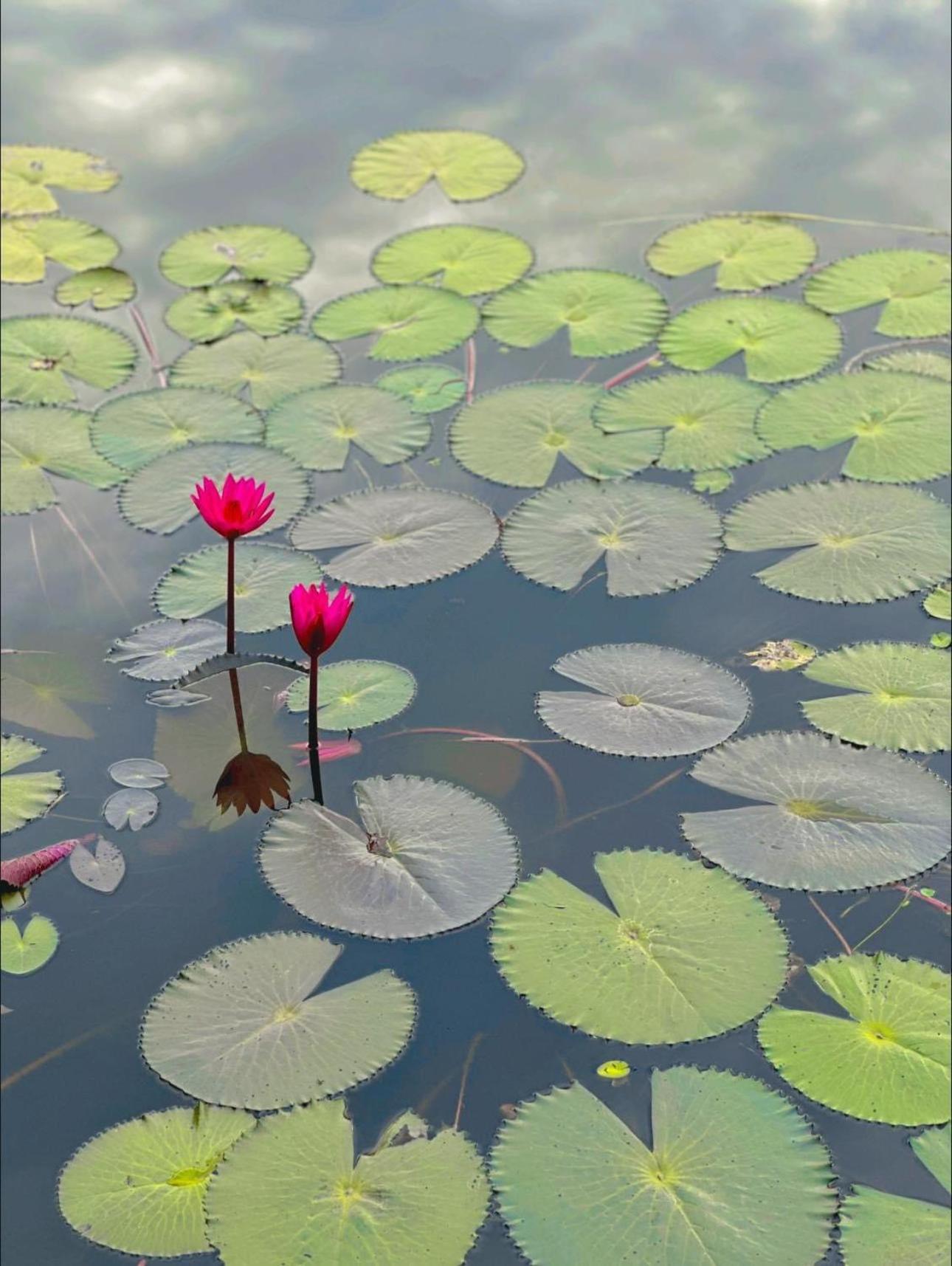Halise Home And Retreat Ninh Binh Buitenkant foto